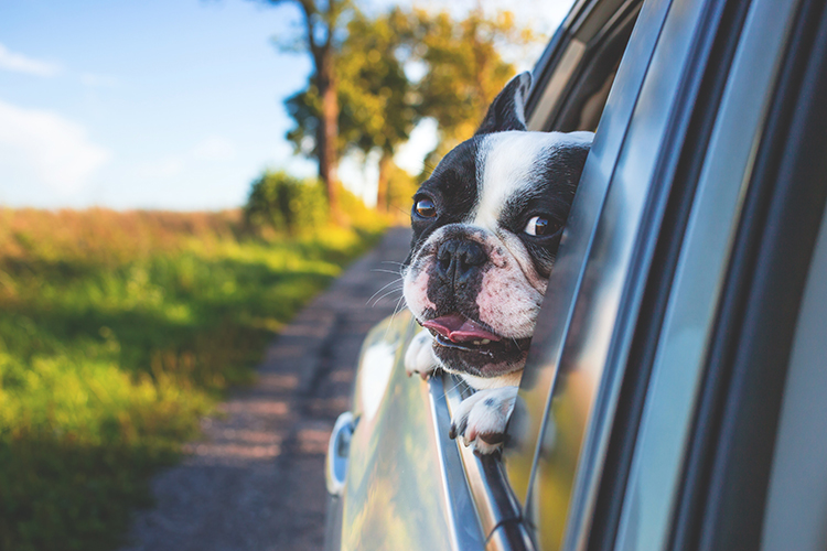 Dogs left in Vehicles